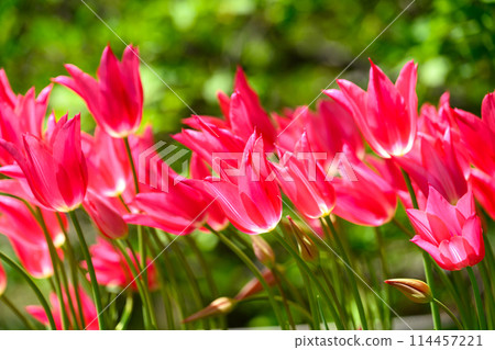 鬱金香瑪麗埃塔（豐平公園）_8077 114457221