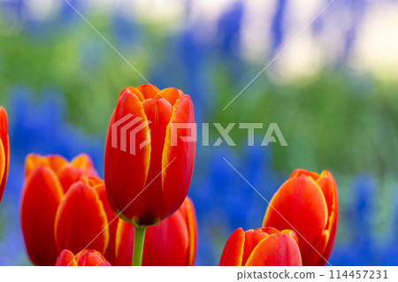 鬱金香世界最愛（豐平公園）_8199 114457231