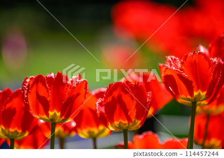 Tulip Crystal Beauty (Toyohira Park)_8566 114457244