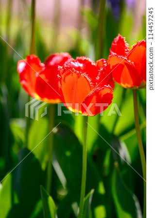 Tulip Crystal Beauty (Toyohira Park)_8569 114457245