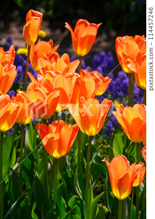 鬱金香橙帝（豐平公園）_8598 114457246