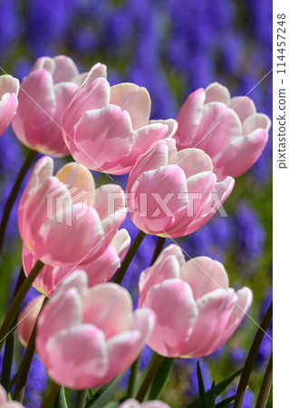 鬱金香芒果吊飾（豐平公園）_8659 114457248