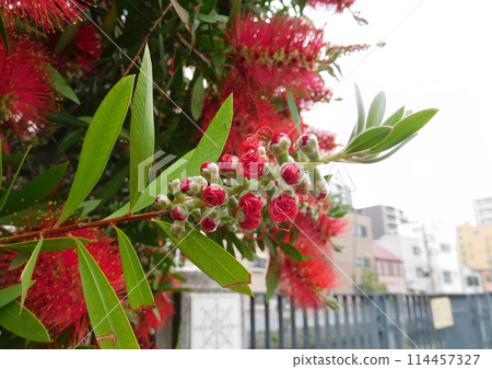 一朵紅色草叢花 一朵紅色草叢花 114457327