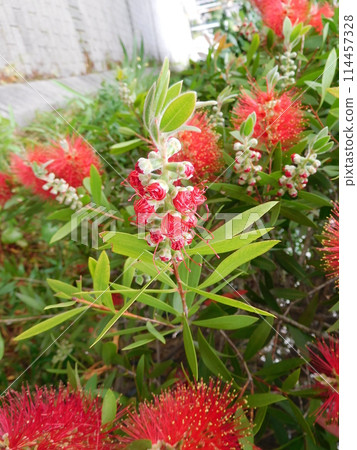 一朵紅色草叢花 一朵紅色草叢花 114457328