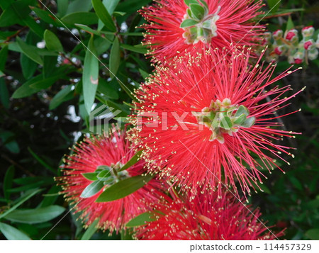 一朵紅色草叢花 一朵紅色草叢花 114457329