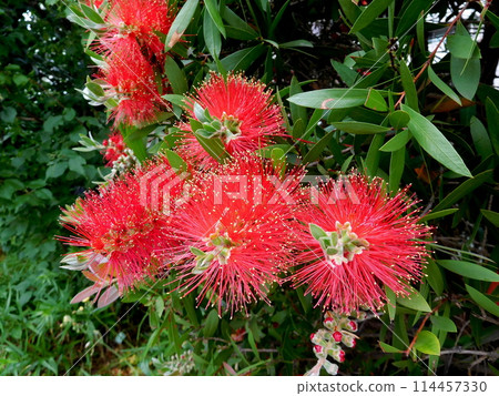 一朵紅色草叢花 一朵紅色草叢花 114457330