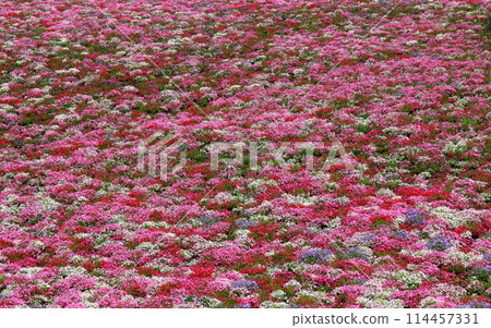 看起來像地毯的福祿考苔蘚 看起來像地毯的福祿考苔蘚 114457331