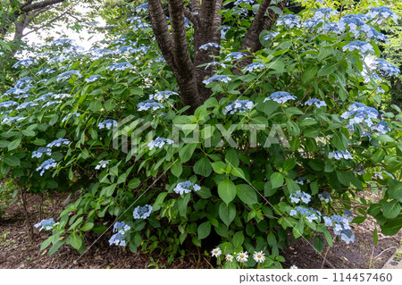 赤山城週邊（赤山歷史自然公園） 114457460