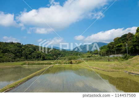 《田園風光》剛插秧的稻田 114457500