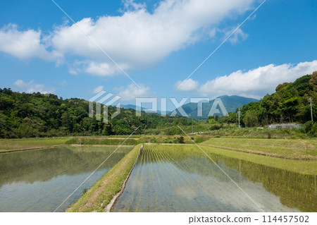 《田園風光》剛插秧的稻田 《田園風光》剛插秧的稻田 114457502