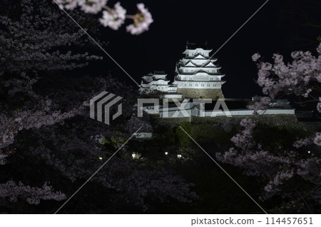 Cherry Blossoms at Night World Heritage Himeji Castle Cherry Blossoms at Night World Heritage Himeji Castle 114457651