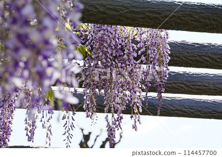 Wisteria hanging from a trellis Wisteria hanging from a trellis 114457700