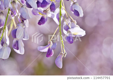 Wisteria flowers up Wisteria flowers up 114457701