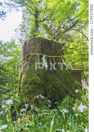 Fresh greenery in Kyoto: Iris japonica flowers blooming in the grounds of Kifune Shrine (Chūgū) 114457806