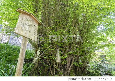 Fresh greenery in Kyoto: Sacred tree of Kifune Shrine (Katsura) 114457807