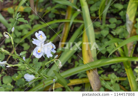 Fresh greenery in Kyoto, Kifune Shrine, Iris japonica flowers blooming in the grounds 114457808