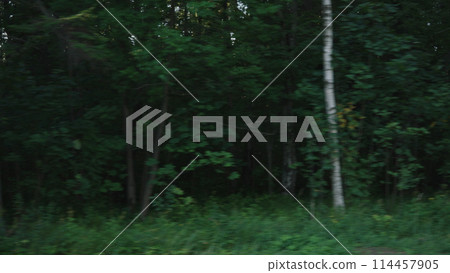 Side view driving plate of a summer forest on a cloudy day 114457905