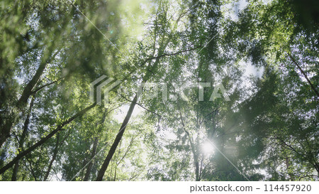 walk in a forest with sun shining through leaves handheld shaky 114457920