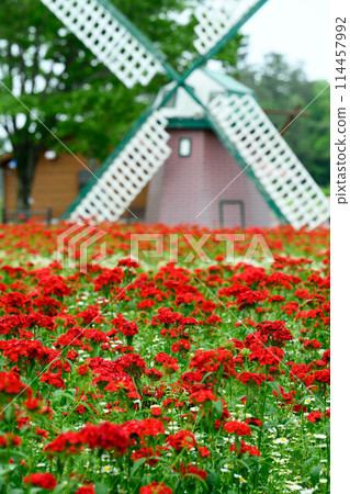 初夏風景,有紅色的花朵和風車 初夏風景,有紅色的花朵和風車 114457992