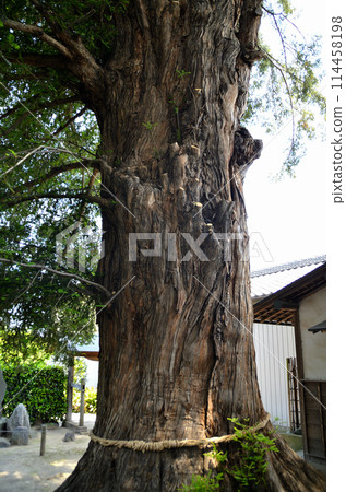 群馬縣伊勢崎市來和町同修院大嘉木 114458198
