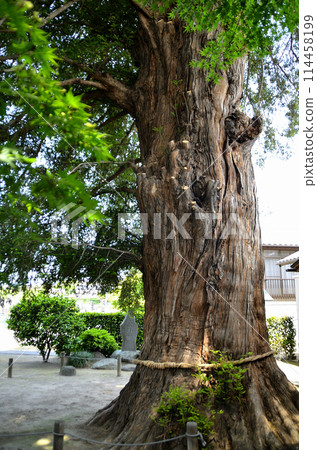 群馬縣伊勢崎市來和町同修院大嘉木 群馬縣伊勢崎市來和町同修院大嘉木 114458199