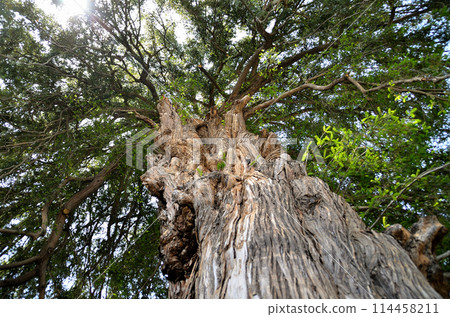 群馬縣伊勢崎市來和町同修院大嘉木 114458211
