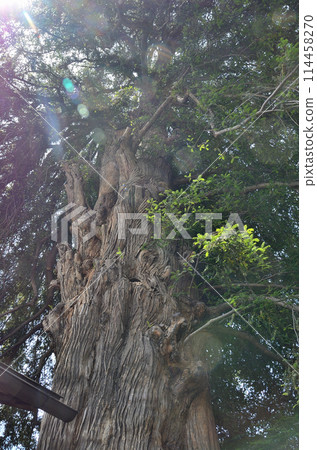 A large kaya tree at Dojuin Temple in Kuruwa-machi, Isesaki City, Gunma Prefecture A large kaya tree at Dojuin Temple in Kuruwa-machi, Isesaki City, Gunma Prefecture 114458270