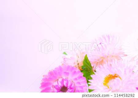 Emperor shell craft (corn daisy) flower frame, indoor photo 114458292