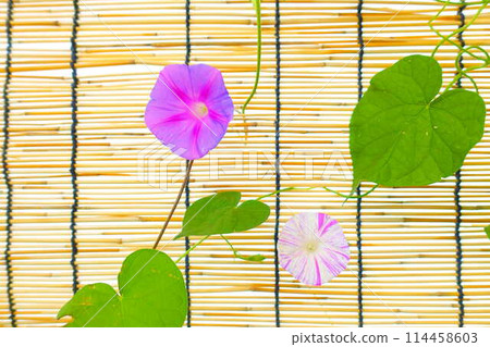 牽牛花牽牛花牽牛花 114458603