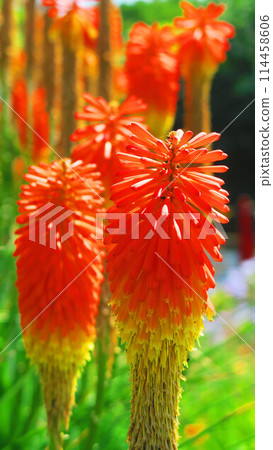 Tritoma花景(東京都足立區舍人公園) Tritoma花景(東京都足立區舍人公園) 114458606