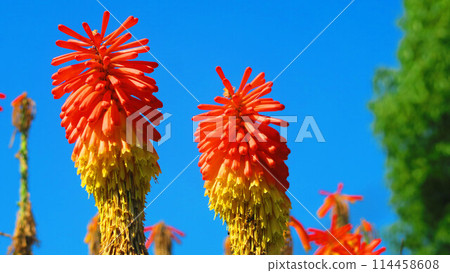 Tritoma花景（東京都足立區舍人公園） 114458608