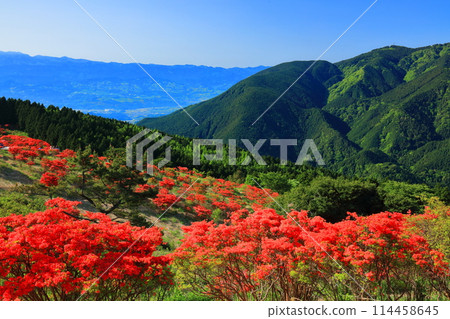[Nara Prefecture] Katsuragi Plateau's Natural Azalea Garden in Full Bloom (One Million Trees at a Glance) 114458645