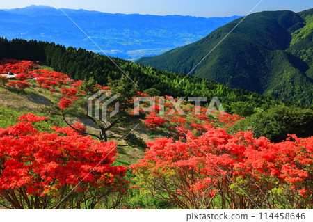 [Nara Prefecture] Katsuragi Plateau's Natural Azalea Garden in Full Bloom (One Million Trees at a Glance) 114458646