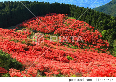 [Nara Prefecture] Katsuragi Plateau's Natural Azalea Garden in Full Bloom (One Million Trees at a Glance) 114458647