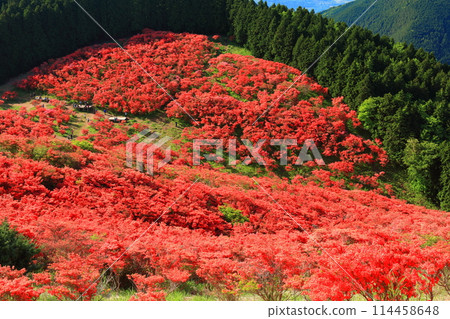 [Nara Prefecture] Katsuragi Plateau's Natural Azalea Garden in Full Bloom (One Million Trees at a Glance) 114458648