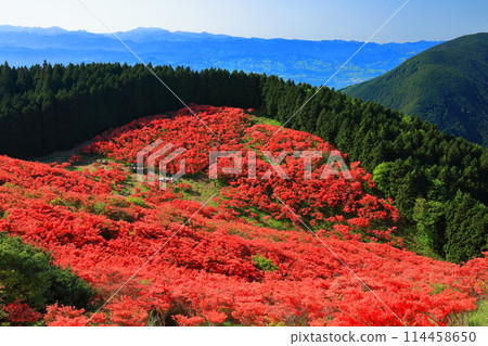 [Nara Prefecture] Katsuragi Plateau's Natural Azalea Garden in Full Bloom (One Million Trees at a Glance) 114458650
