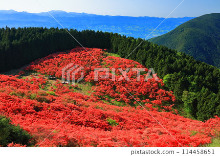 [Nara Prefecture] Katsuragi Plateau's Natural Azalea Garden in Full Bloom (One Million Trees at a Glance) 114458651
