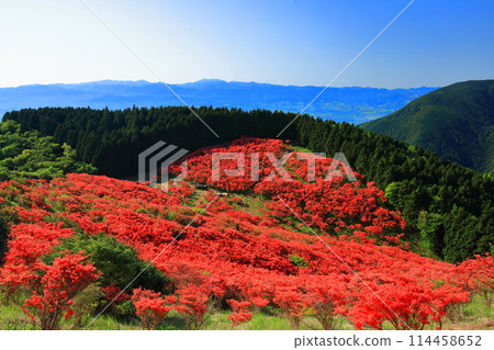 [Nara Prefecture] Katsuragi Plateau's Natural Azalea Garden in Full Bloom (One Million Trees at a Glance) 114458652