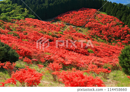 [奈良縣]葛城高原天然杜鵑花盛開的花園（一百萬棵） 114458660