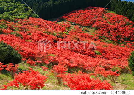 [Nara Prefecture] Katsuragi Plateau's Natural Azalea Garden in Full Bloom (One Million Trees at a Glance) 114458661