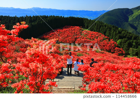 [Nara Prefecture] Katsuragi Plateau's Natural Azalea Garden in Full Bloom (One Million Trees at a Glance) 114458666