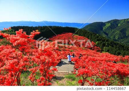 [Nara Prefecture] Katsuragi Plateau's Natural Azalea Garden in Full Bloom (One Million Trees at a Glance) 114458667