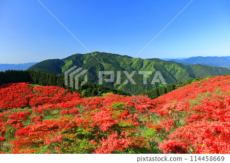[Nara Prefecture] Katsuragi Plateau's Natural Azalea Garden in Full Bloom (One Million Trees at a Glance) 114458669