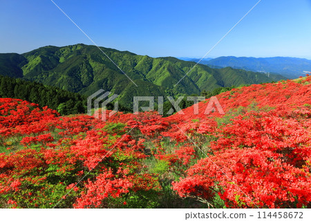 [Nara Prefecture] Katsuragi Plateau's Natural Azalea Garden in Full Bloom (One Million Trees at a Glance) 114458672
