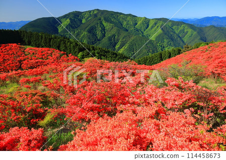[Nara Prefecture] Katsuragi Plateau's Natural Azalea Garden in Full Bloom (One Million Trees at a Glance) 114458673