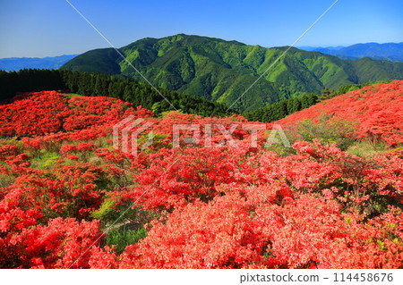[Nara Prefecture] Katsuragi Plateau's Natural Azalea Garden in Full Bloom (One Million Trees at a Glance) 114458676