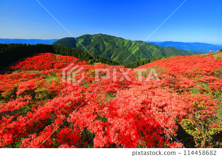 [Nara Prefecture] Katsuragi Plateau's Natural Azalea Garden in Full Bloom (One Million Trees at a Glance) 114458682