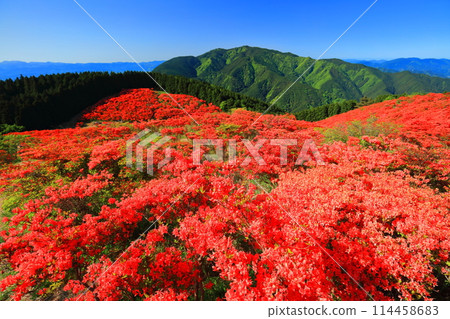 [Nara Prefecture] Katsuragi Plateau's Natural Azalea Garden in Full Bloom (One Million Trees at a Glance) 114458683
