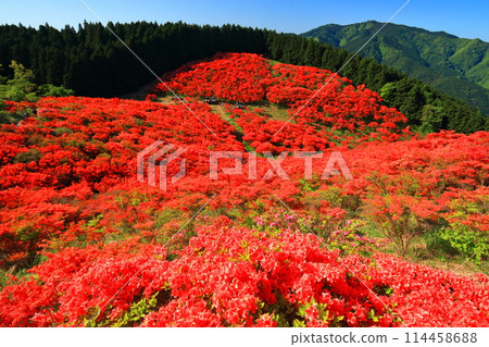[Nara Prefecture] Katsuragi Plateau's Natural Azalea Garden in Full Bloom (One Million Trees at a Glance) 114458688