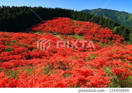 [Nara Prefecture] Katsuragi Plateau's Natural Azalea Garden in Full Bloom (One Million Trees at a Glance) 114458694